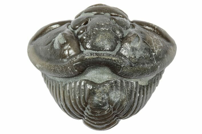 Wide Enrolled Flexicalymene Trilobite - Mt Orab, Ohio #358100
